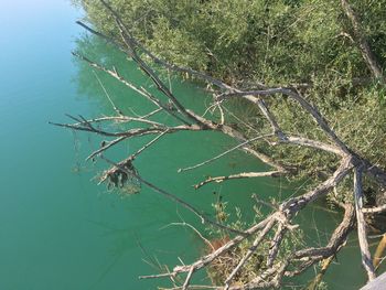 Tree by lake against sky