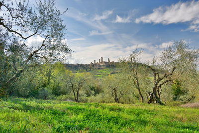 Scenic view of field against sky