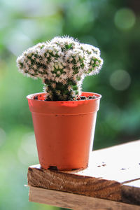 Close-up of potted plant