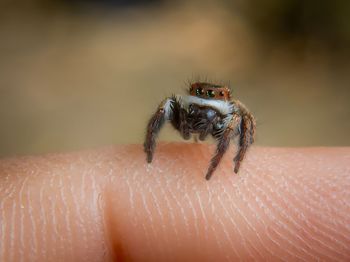 Close-up of spider