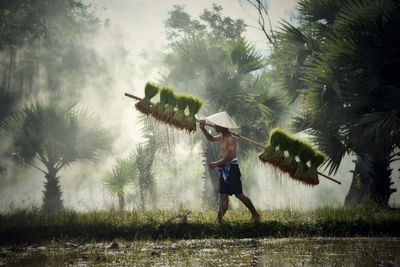 Side view of farmer carrying rice paddy at farm