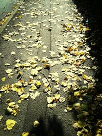 Autumn leaves on road