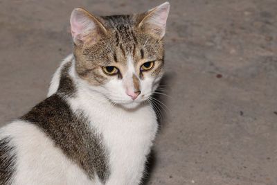 Close-up portrait of tabby cat