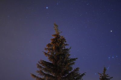 Lone fir on a cold night