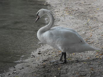 Birds in water