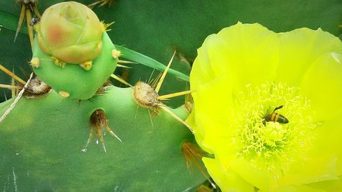 Close-up of bee on yellow flower