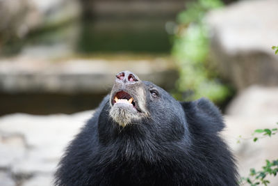 Close-up of a monkey