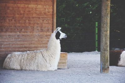 Close-up of llama looking away while sitting in animal pen