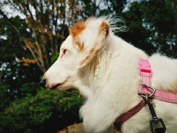 Close-up of dog looking away