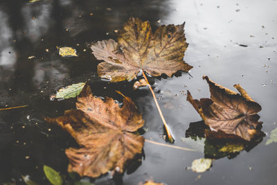 High angle view of maple leaf in water