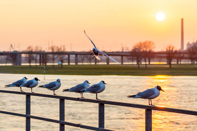 Seagull perching on railing