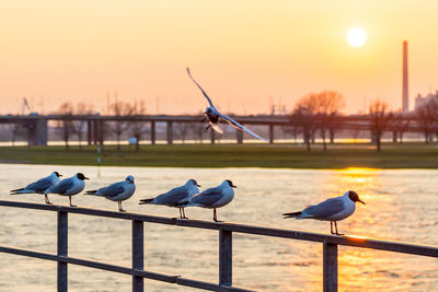 Seagulls perching on railing by lake during sunset