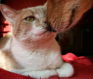 Close-up portrait of cat