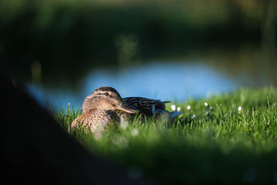 Mallard duck relaxing on grass