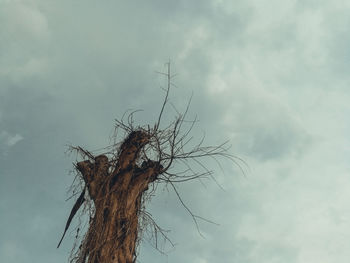 Close-up of tree against sky