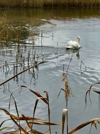 Ducks on a lake