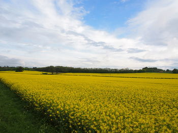 Scenic view of oilseed rape field against sky