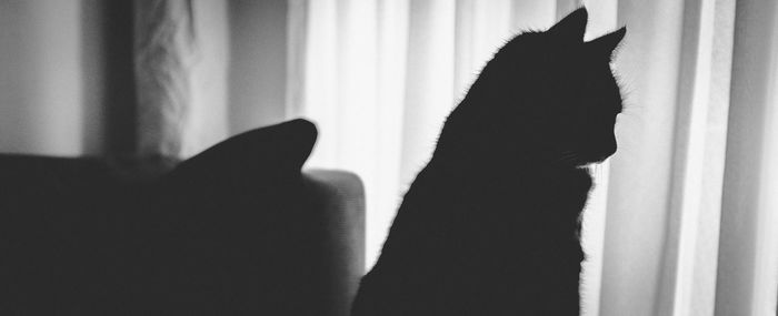 Close-up of cat looking through window