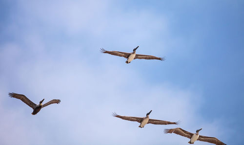 Brown pelican bird pelecanus occidentalis flying and swimming around barefoot beach in bonita spring