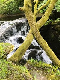 Scenic view of waterfall in forest