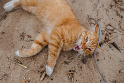 High angle view of cat lying down on land