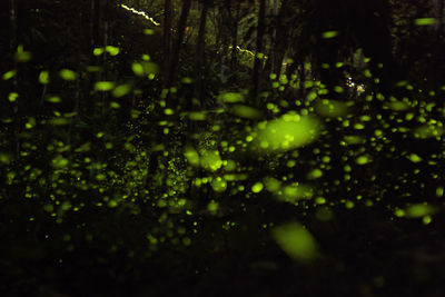 Close-up of wet leaves in rainy season