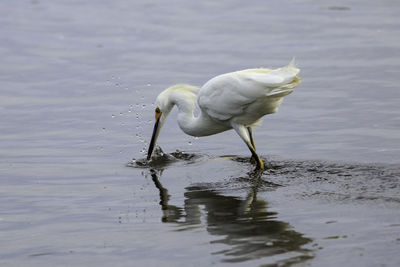 Close-up of white duck on lake