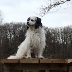 Portrait of white dog