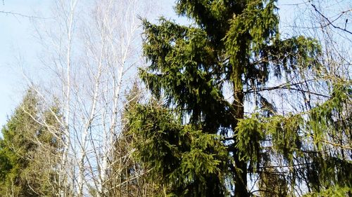 Low angle view of trees in forest