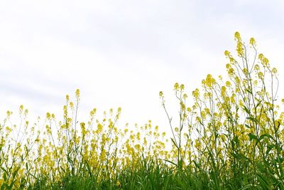 Yellow flowers growing in field
