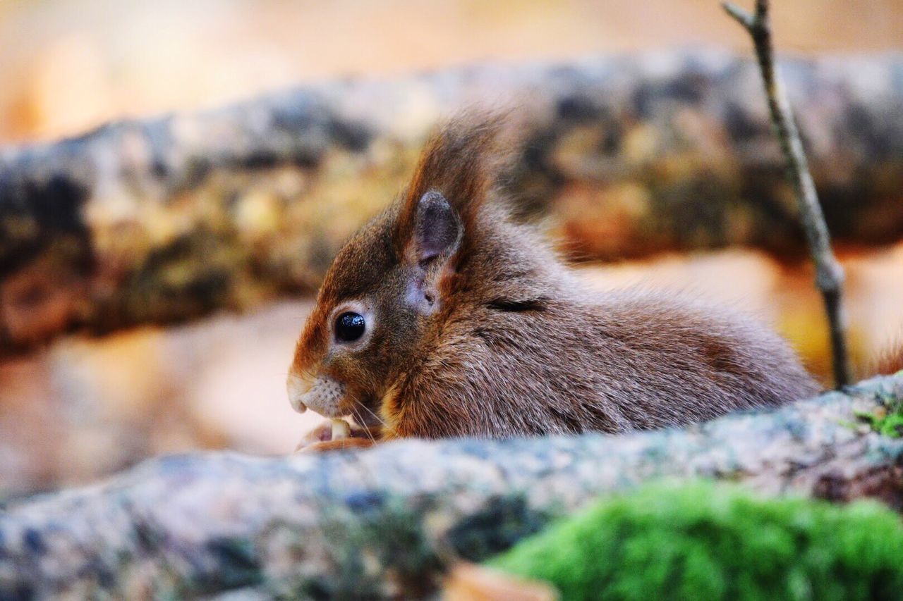 one animal, animal themes, animals in the wild, squirrel, rodent, nature, close-up, outdoors, day, animal wildlife, no people, mammal