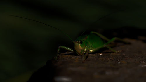 Close-up of insect