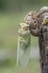 Macro image of a newly emerged cicada-vertical shot