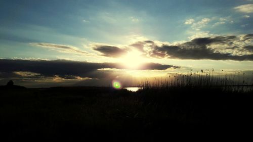 Silhouette plants on field against sky during sunset