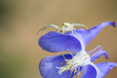 Close-up of honey bee on purple flower