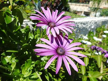 Close-up of purple coneflower blooming outdoors