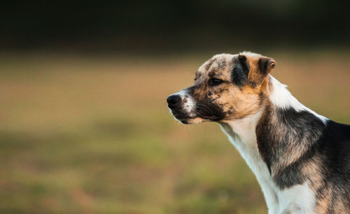 Close-up of dog looking away