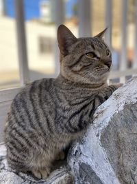 Close-up of a cat looking away