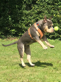 Full length of a dog on field