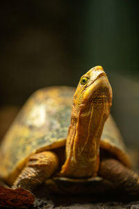 Close-up of a lizard