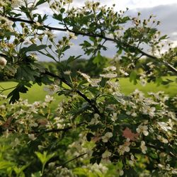 Close-up of flowering plant with tree leaves