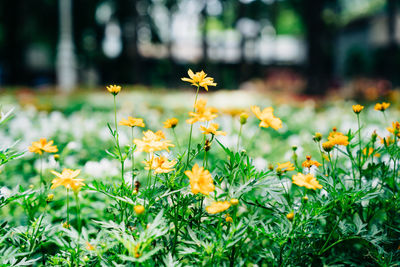 Close-up of yellow flowers on field