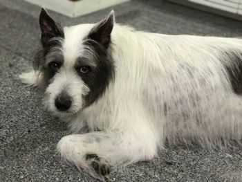 Close-up portrait of dog relaxing
