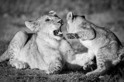 Mono close-up of lion cubs play fighting