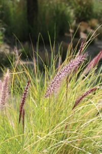 Close-up of grass on field