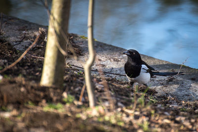 Close-up of bird perching on lake