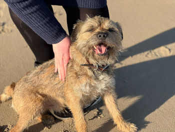 Close-up of dog