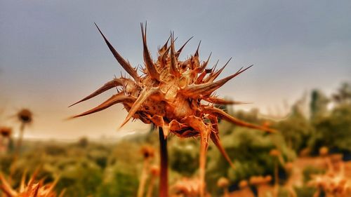 Close-up of grasshopper on flower against sky