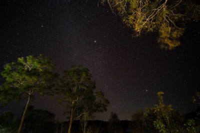 Low angle view of trees at night