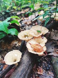 Close-up of mushroom growing in forest